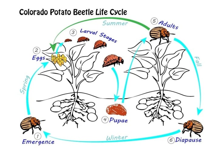 CPB LIFECYCLE