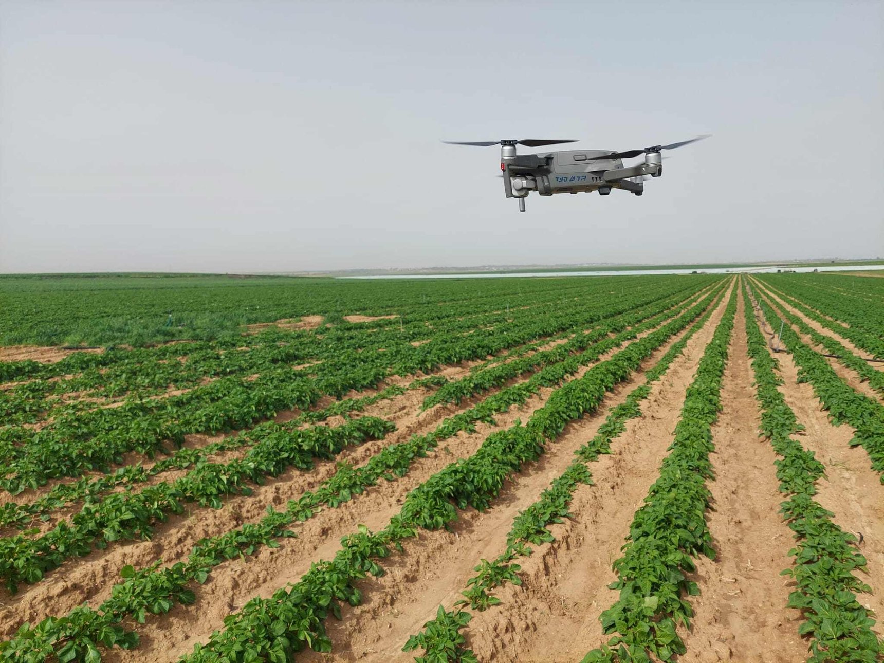 Innovative Colorado Potato Beetle Scouting