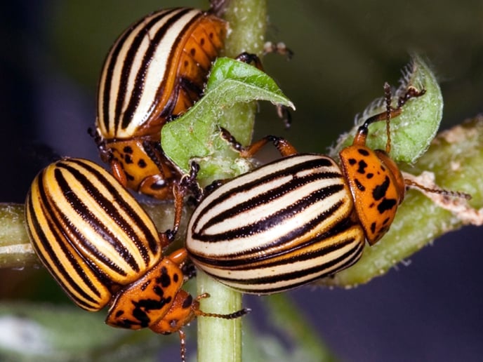 colorado-potato-beetle-adults-bugwood